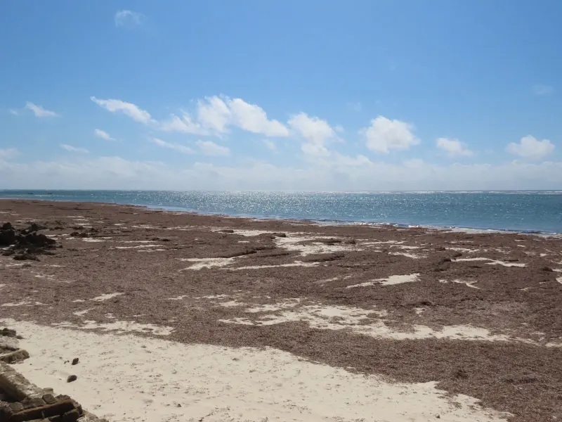 Seaweed on the Kenya Coast: An Honest Month by Month Guide (2026)