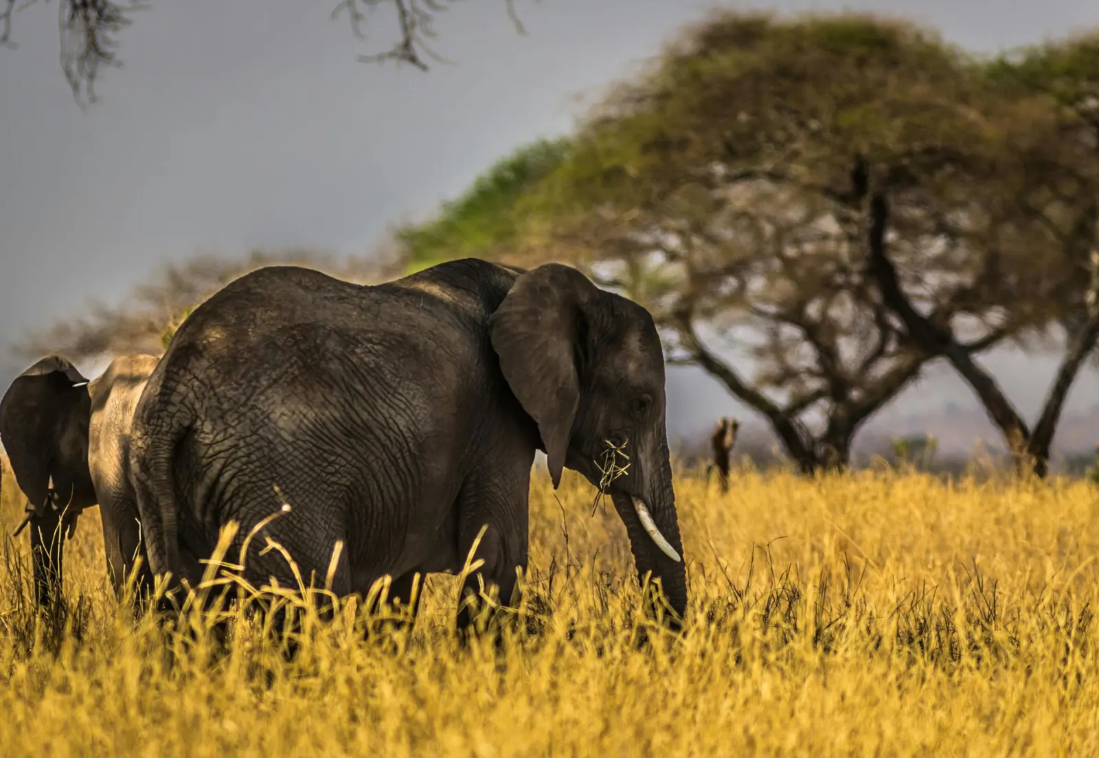 An elephant walking through golden grass under acacia trees on safari