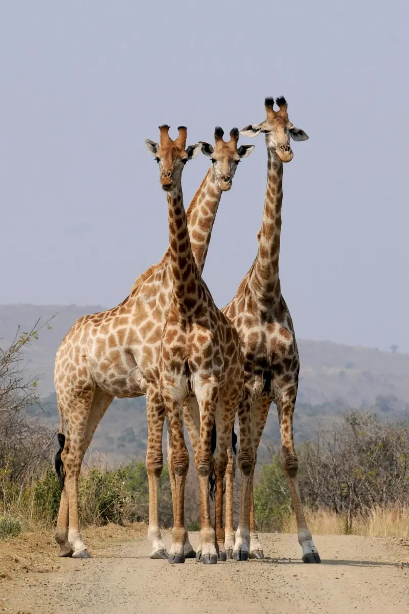 Three giraffes standing together on a dusty track