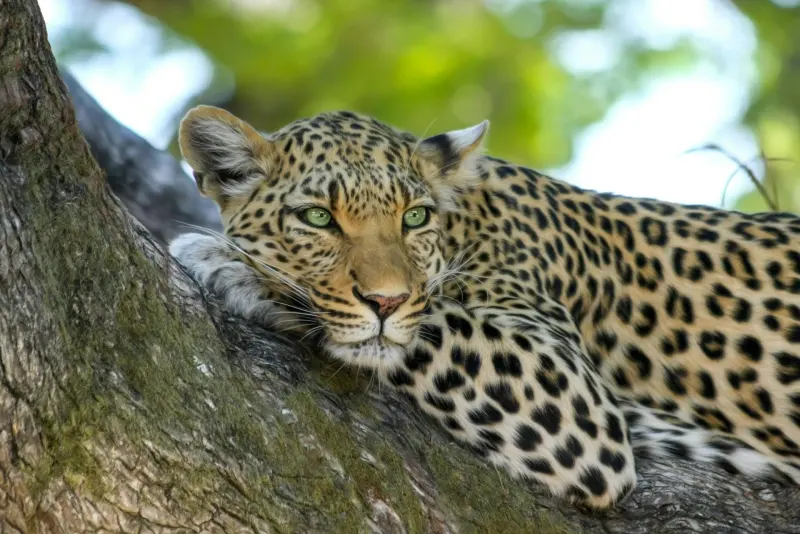 A leopard resting on the branch of a tree