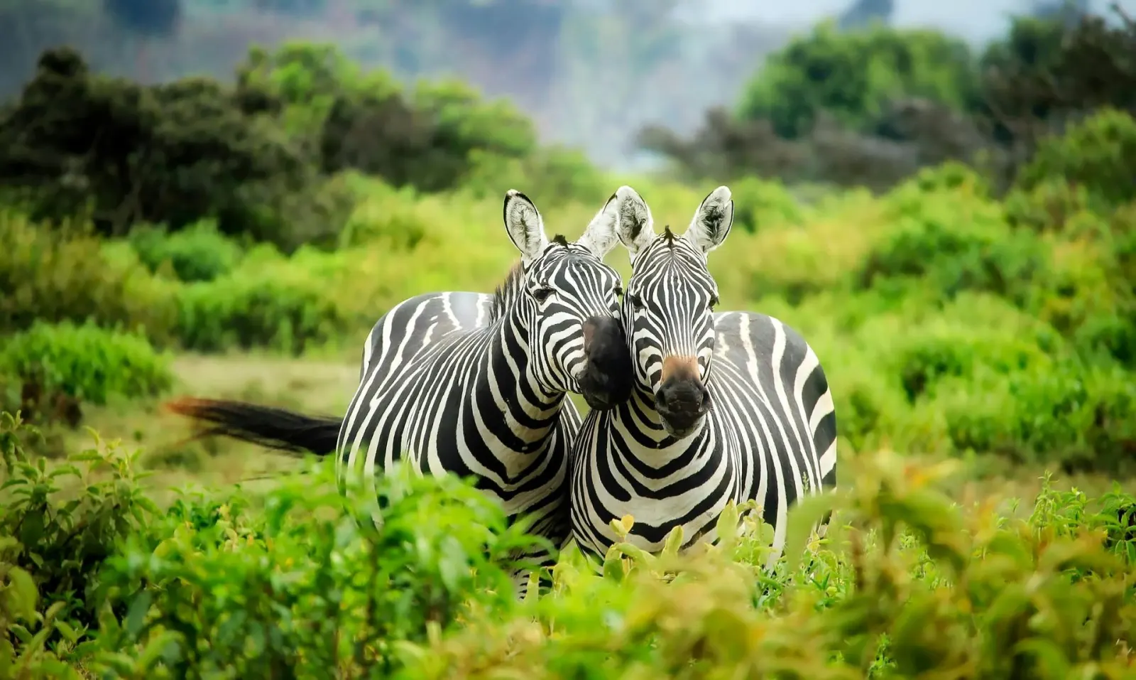 Two zebras resting their heads on each other in green grass